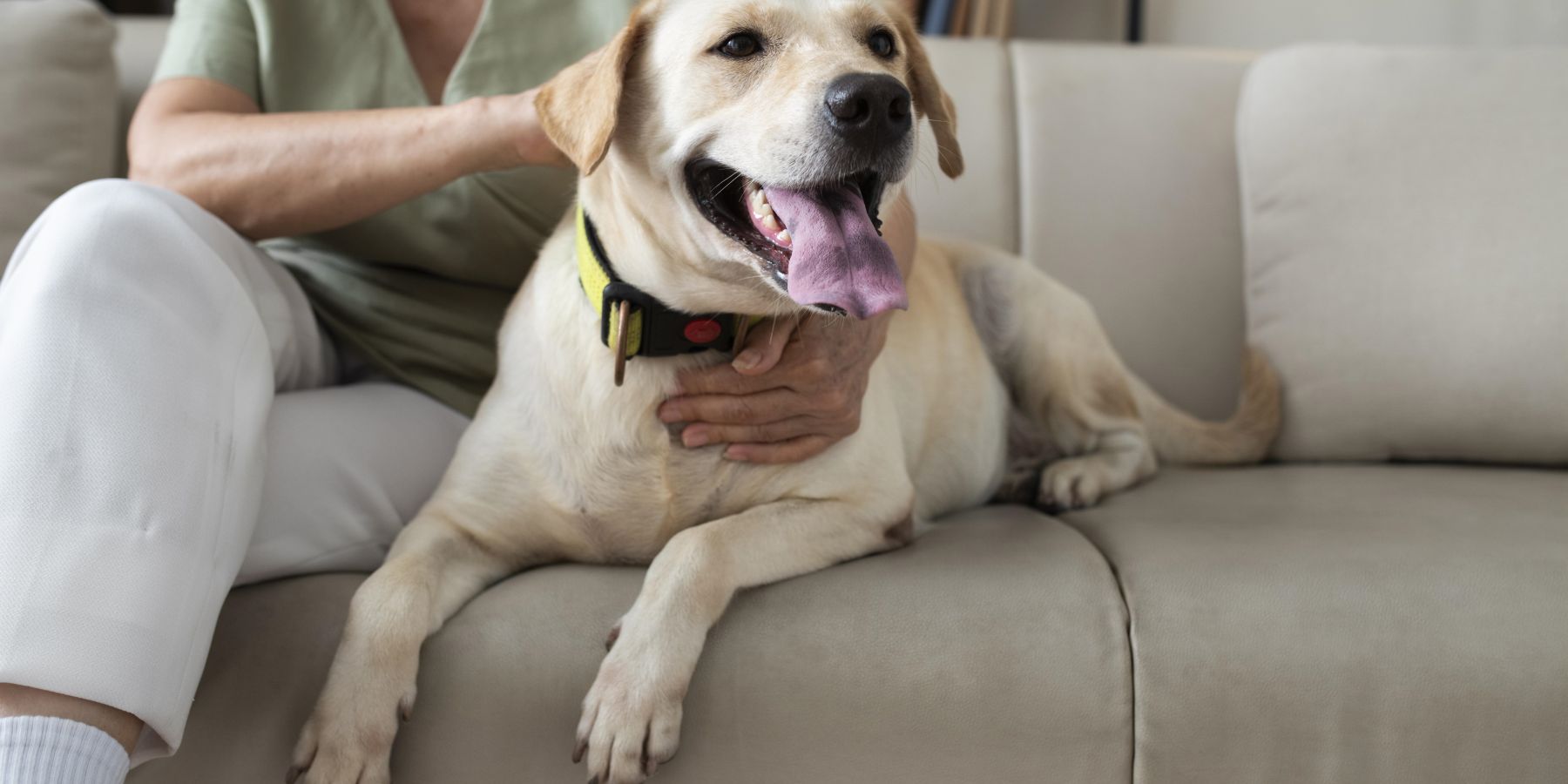 Beat the Heat: Proactive Ways to Prevent and Calm Overheating in Dogs